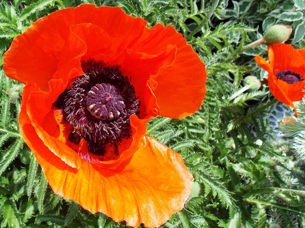 Pictures of flowers - red poppy