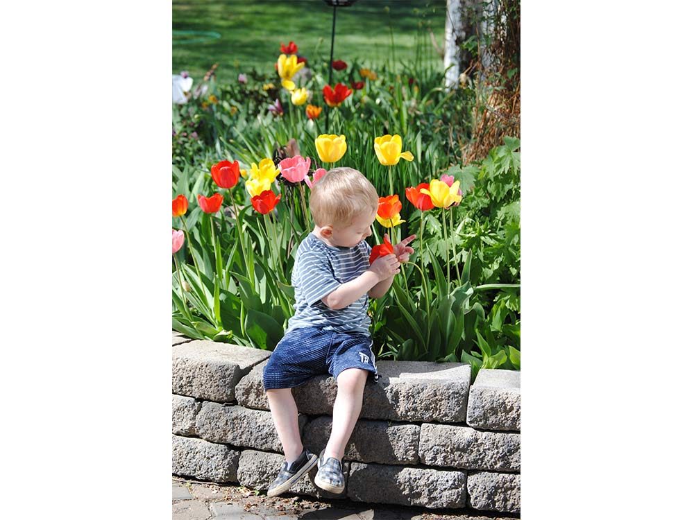 Little boy playing with tulips