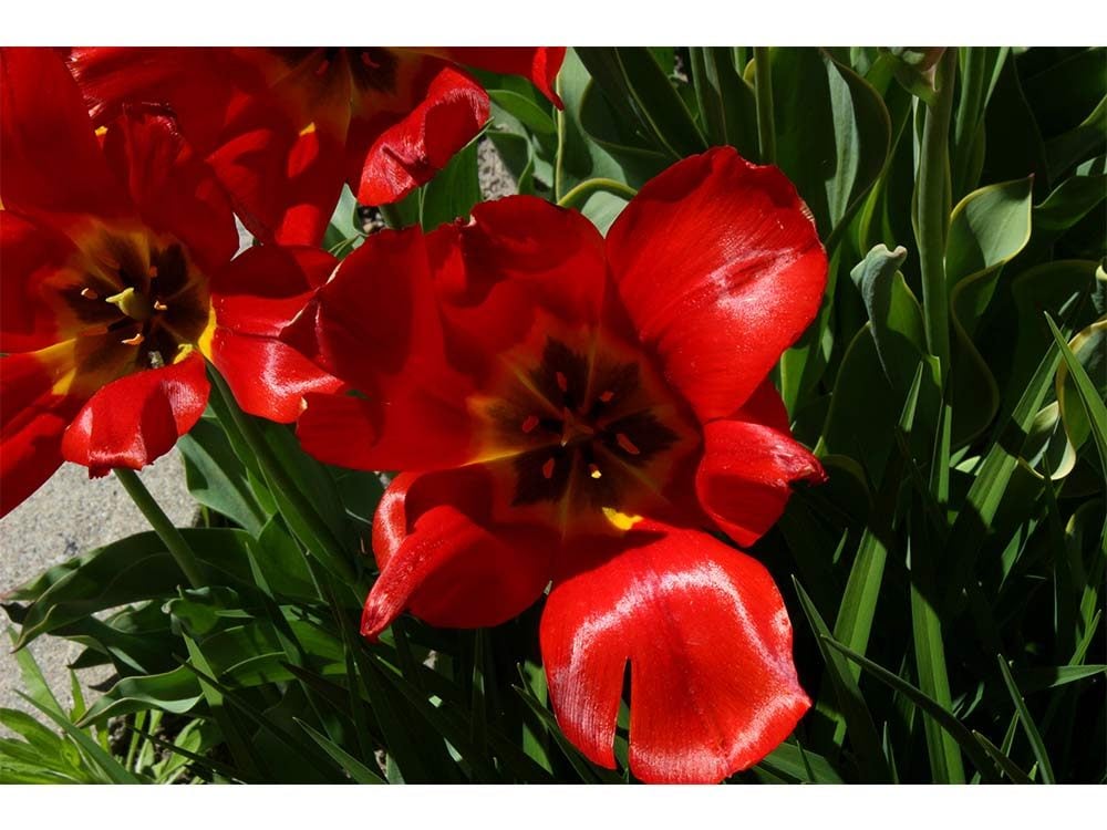 Pictures of Flowers - Red tulips