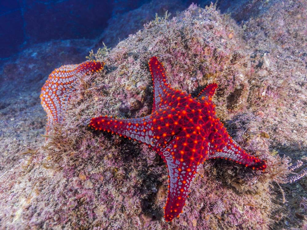 Mexican starfish