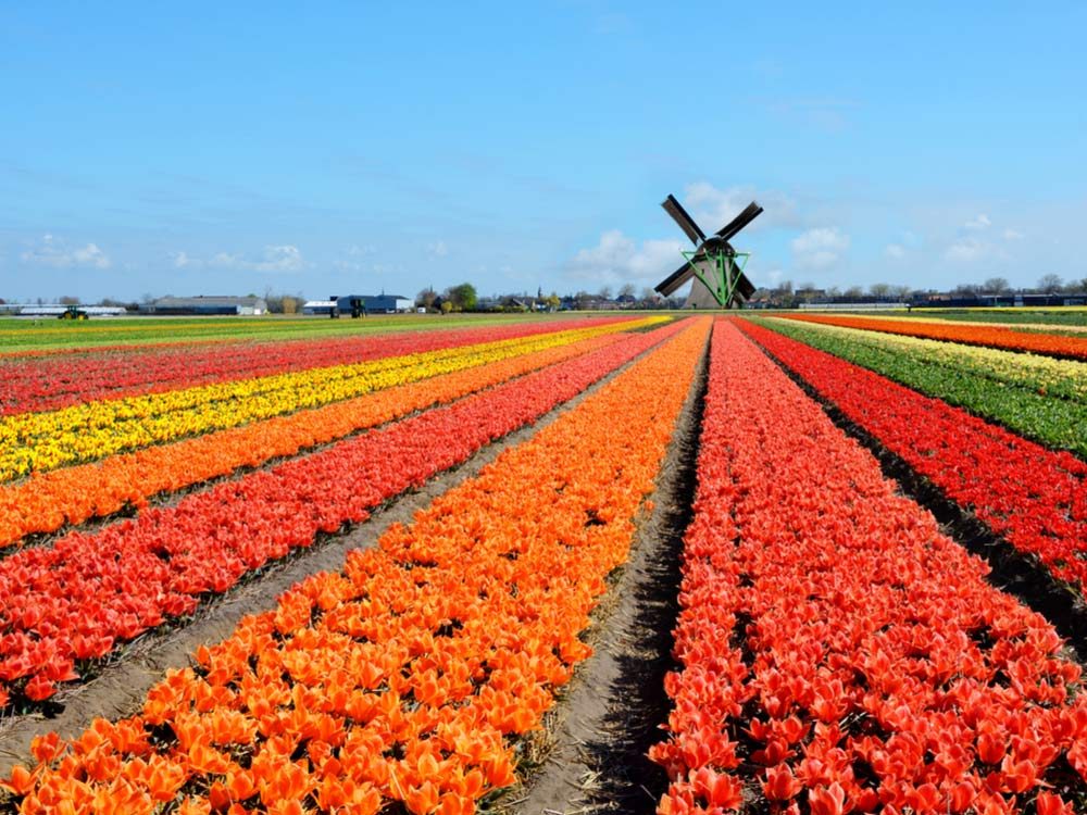 Colourful field in Holland