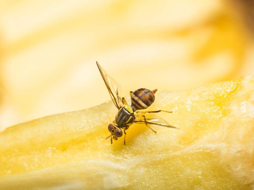 Fruit flies on a jackfruit