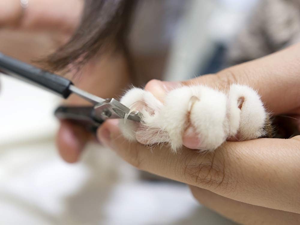 Cutting cat's nails