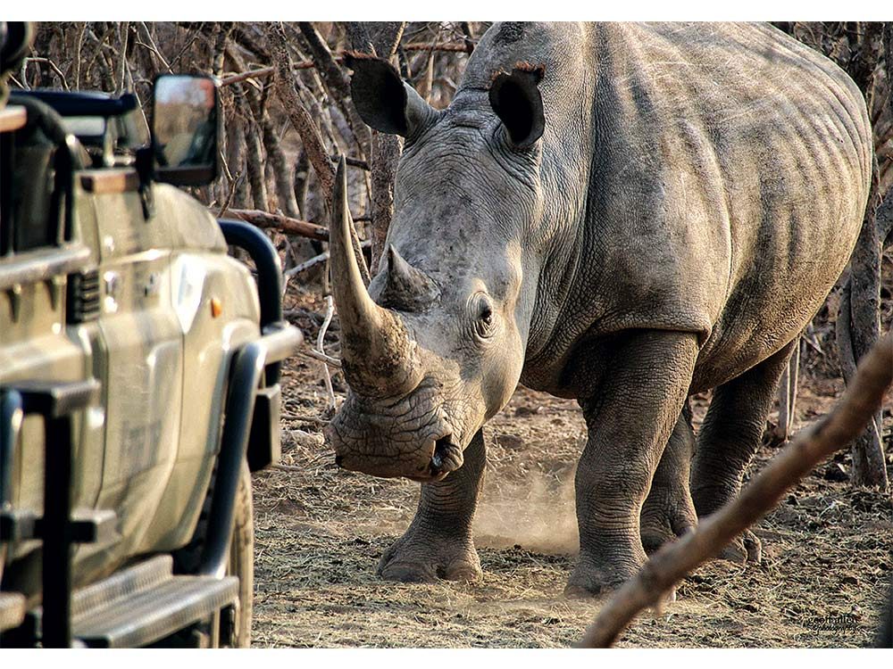 Rhinoceros in South Africa