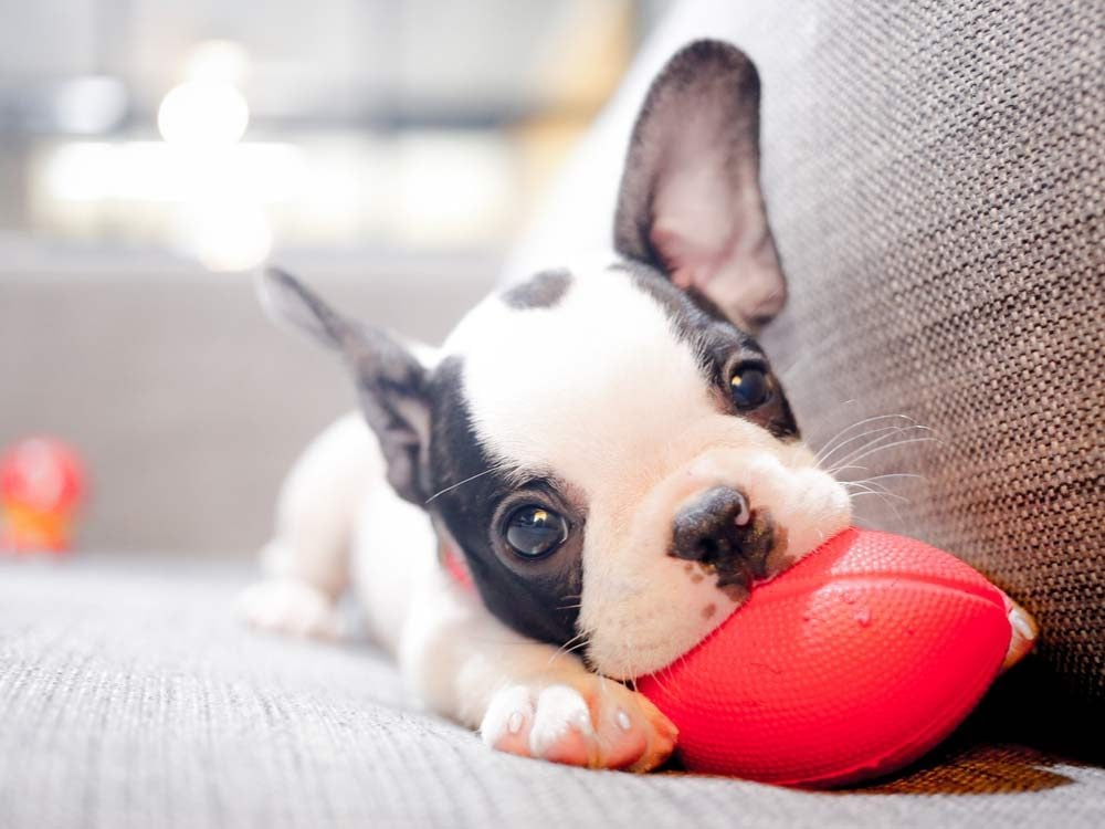 Puppy playing with toy