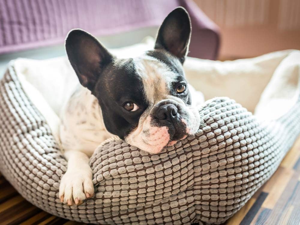 French bulldog on dog bed