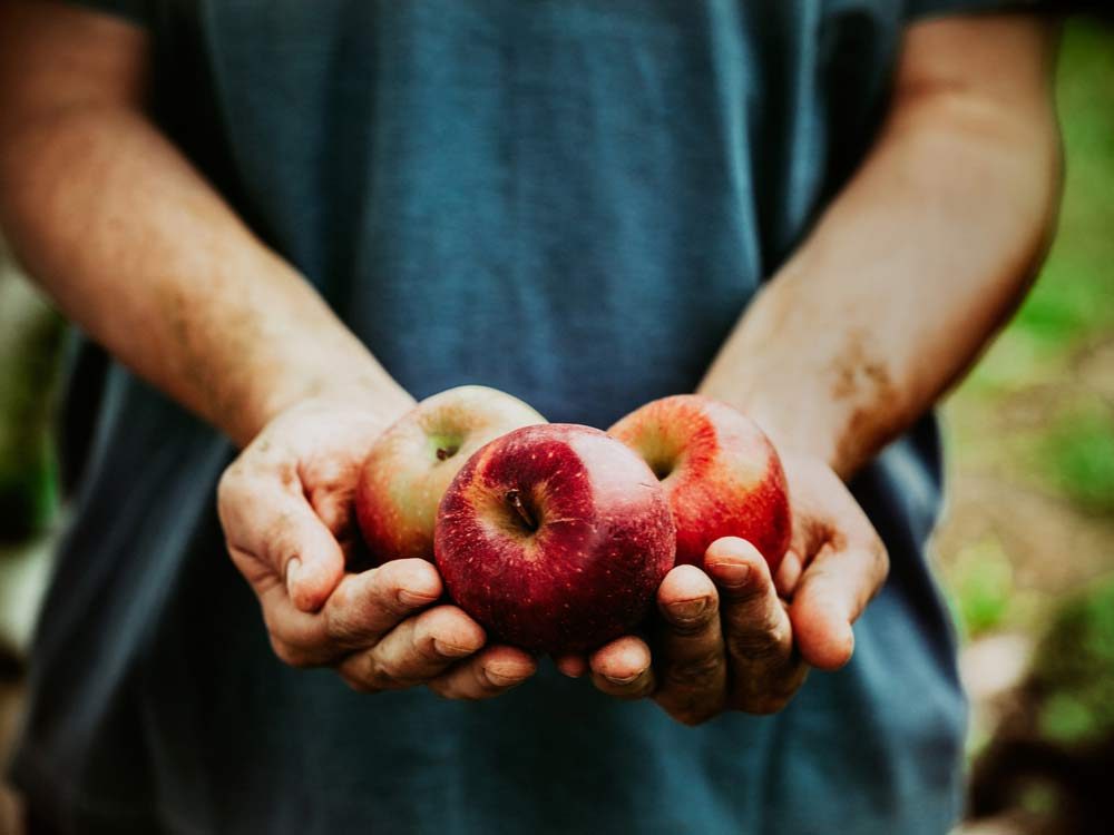 Farmer with fresh organic red apples