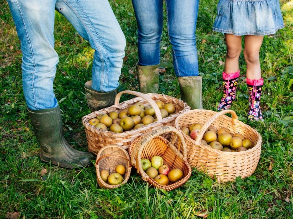 Family apple picking