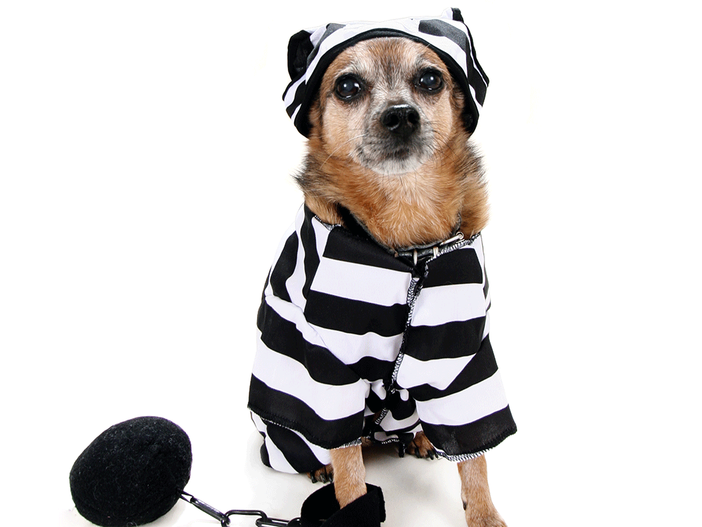 dogs in halloween costumes - Bad Dog