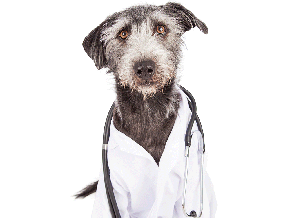 dogs in halloween costumes - The Dogtor is In