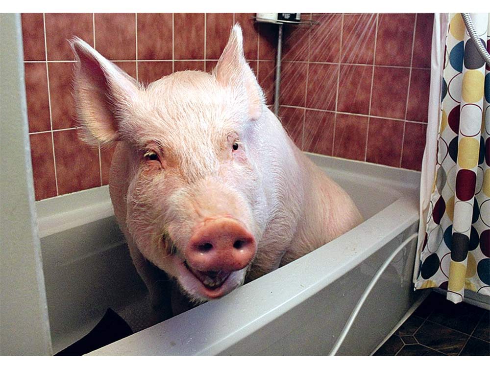 How Esther the Wonder Pig Changed This Family's Life Forever