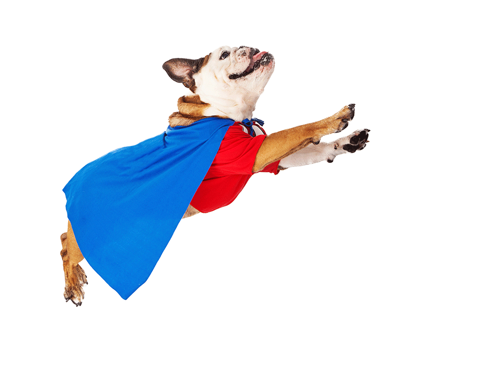 dogs in halloween costumes - superman