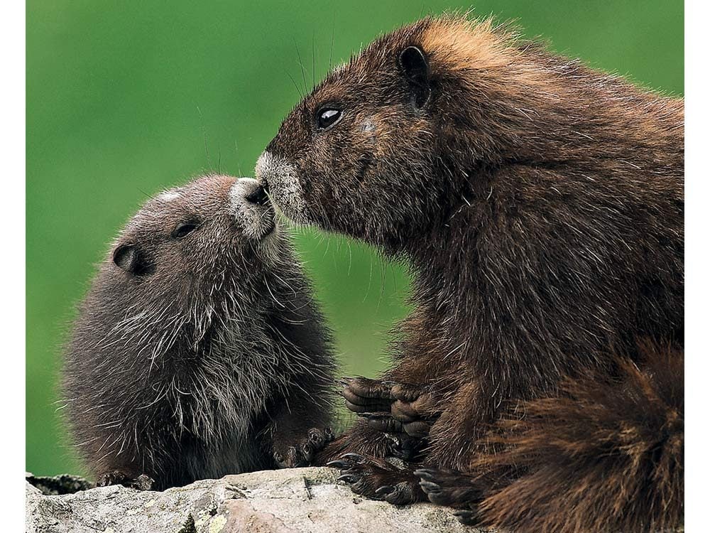 Canadian marmots