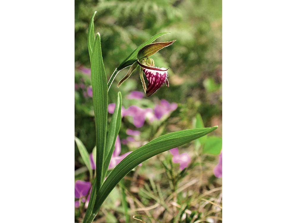 Lady's Slipper orchid flower