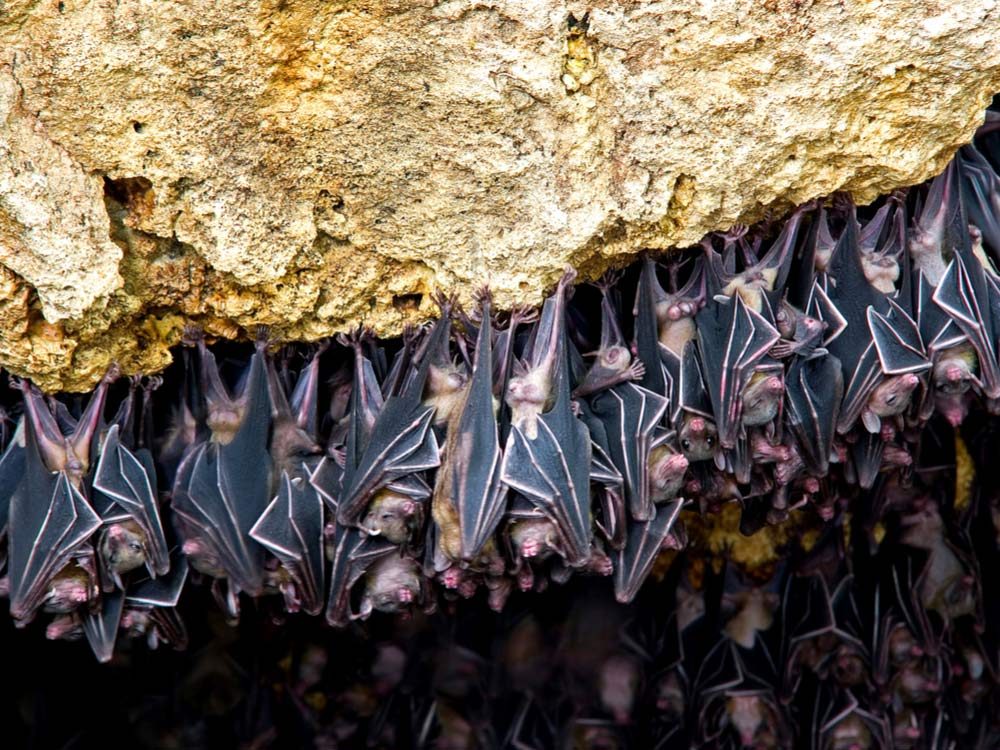 Bat cave