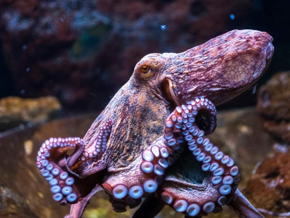 Old octopus