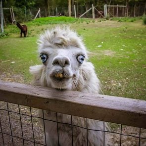 Funny pictures - ugly llama face