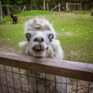 Funny pictures - ugly llama face