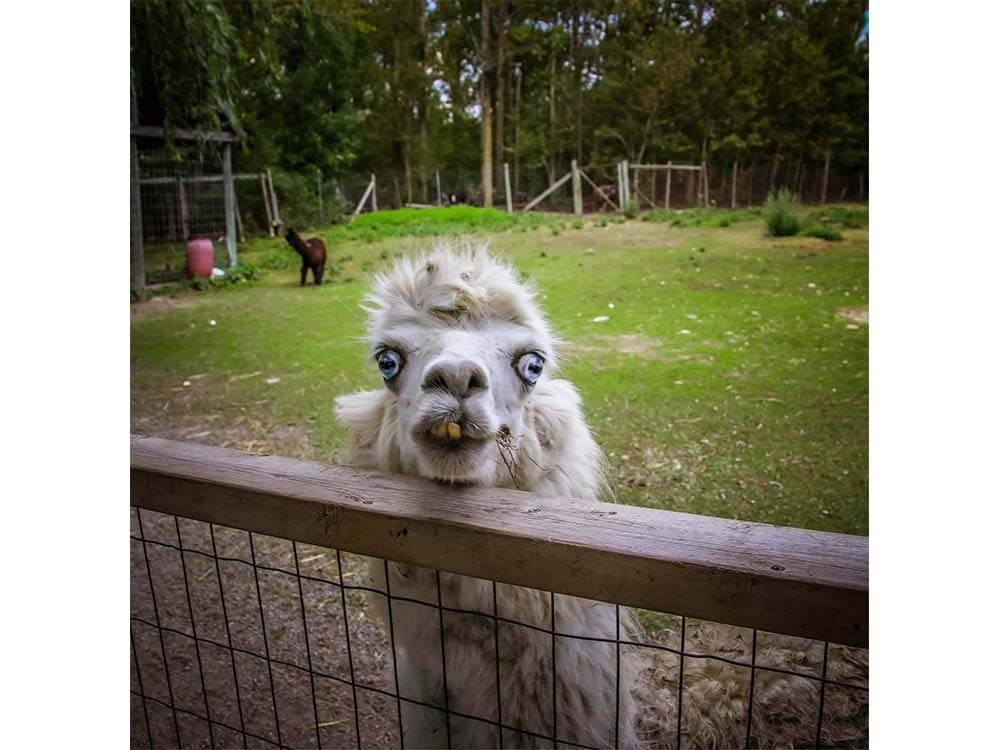Funny pictures - ugly llama alpaca
