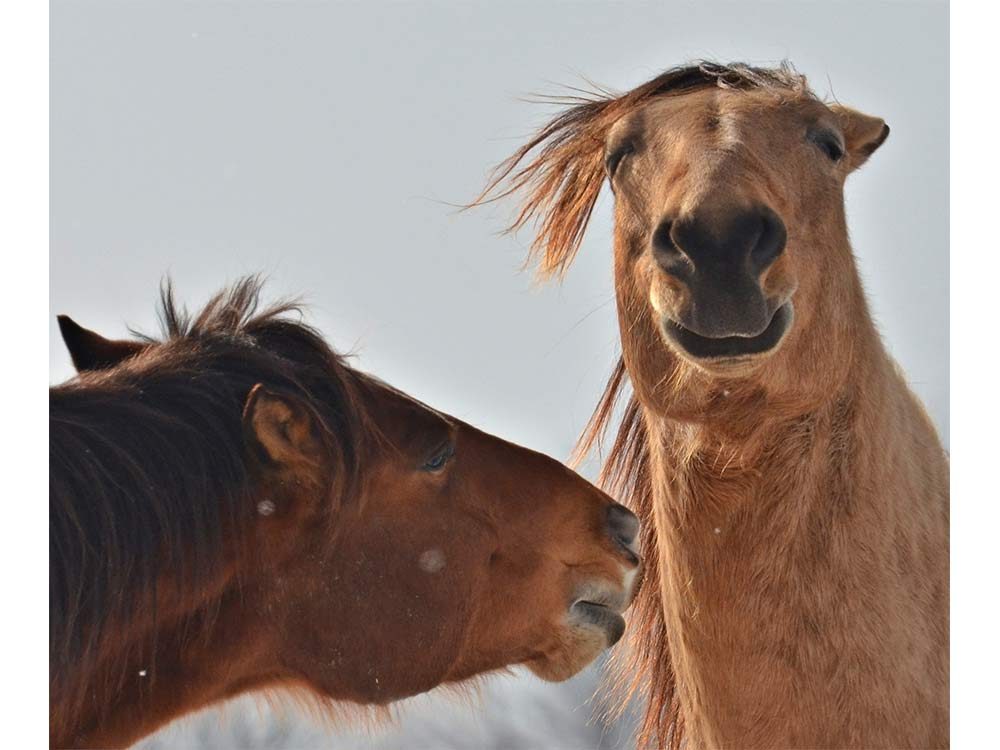 Funny pictures - Two horses making funny faces