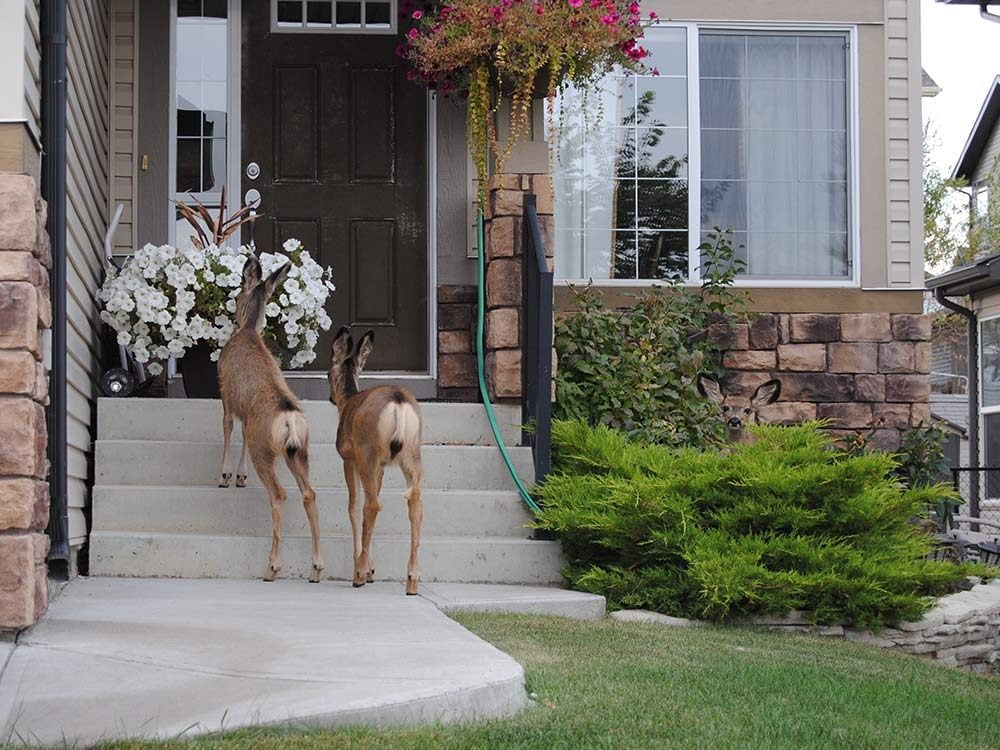 Two deer on porch of home