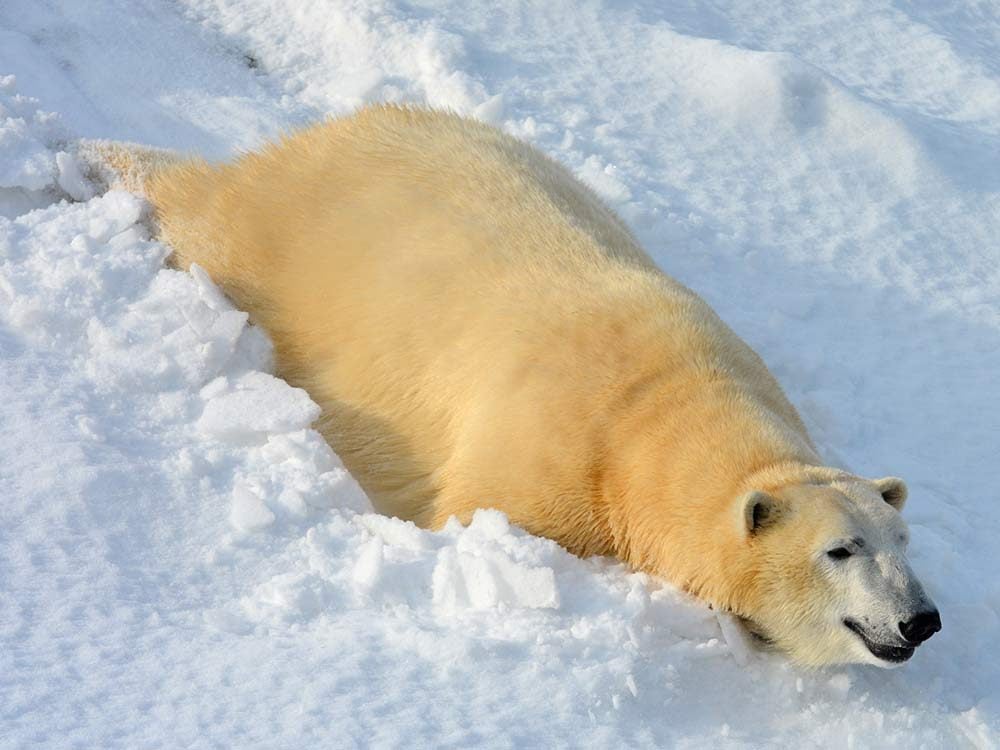 Funny pictures - Polar bear at the Toronto Zoo