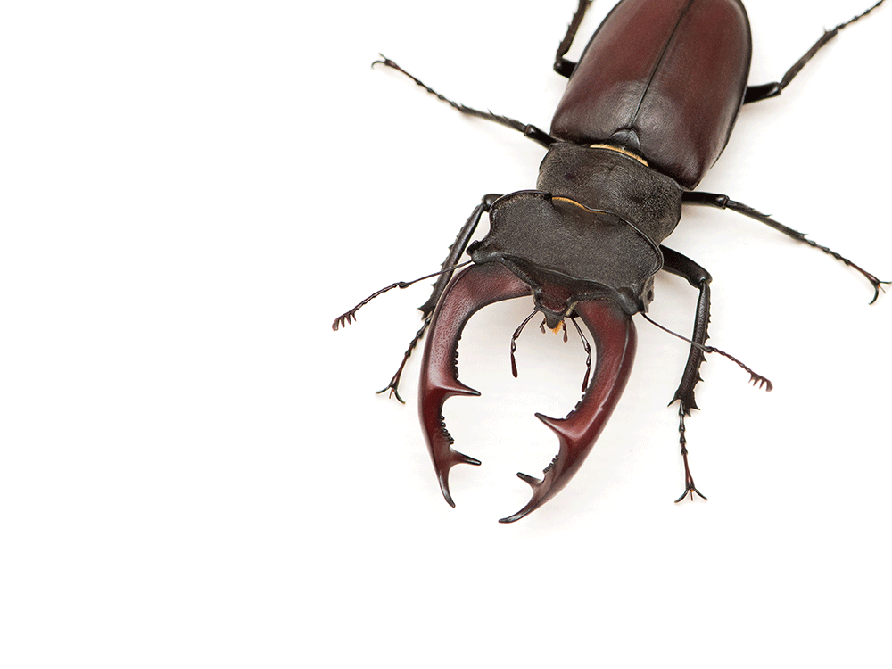 This stag beetle is an artist