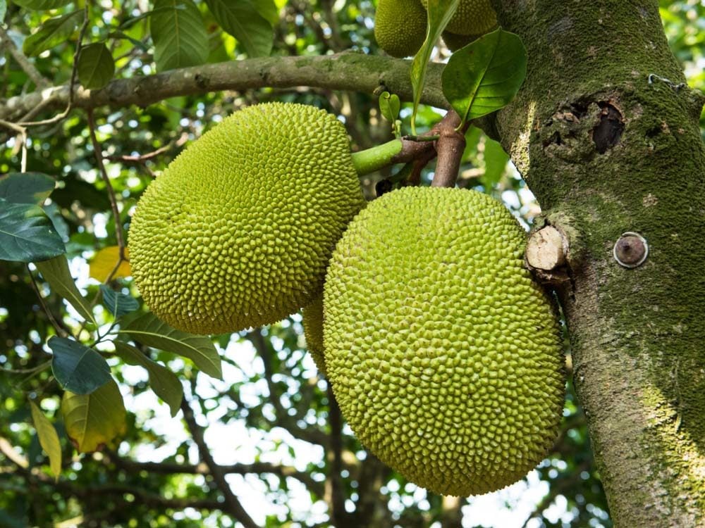 Jackfruit tree and young Jackfruits