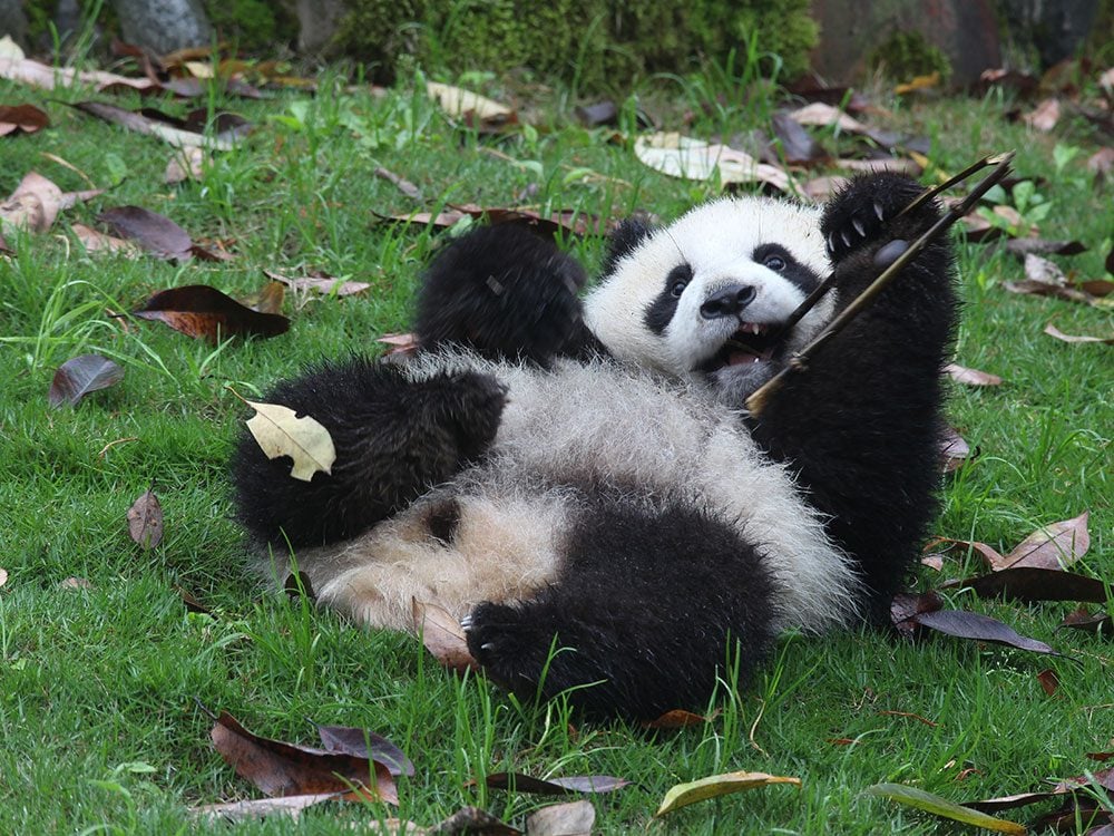 Captive breeding of giant pandas