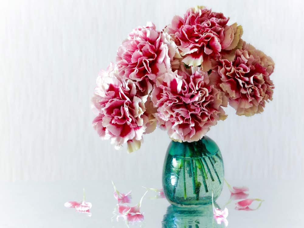 Pink carnations in vase