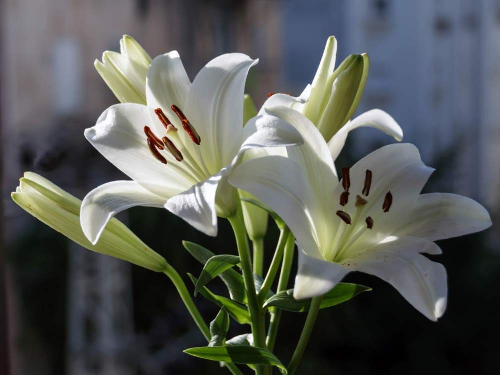 White lillies