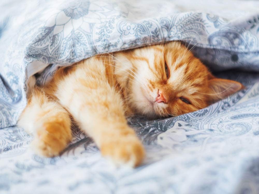 Ginger cat lying in bed