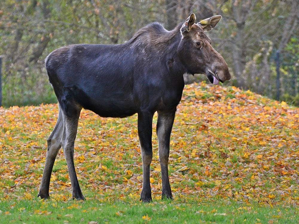 Moose at Toronto Zoo