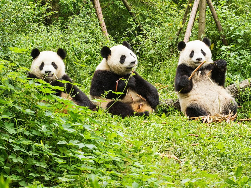 Giant pandas in the wild