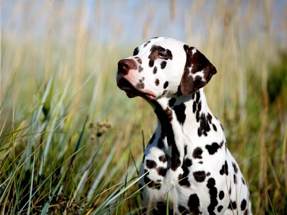 Beautiful Dalmatian dog