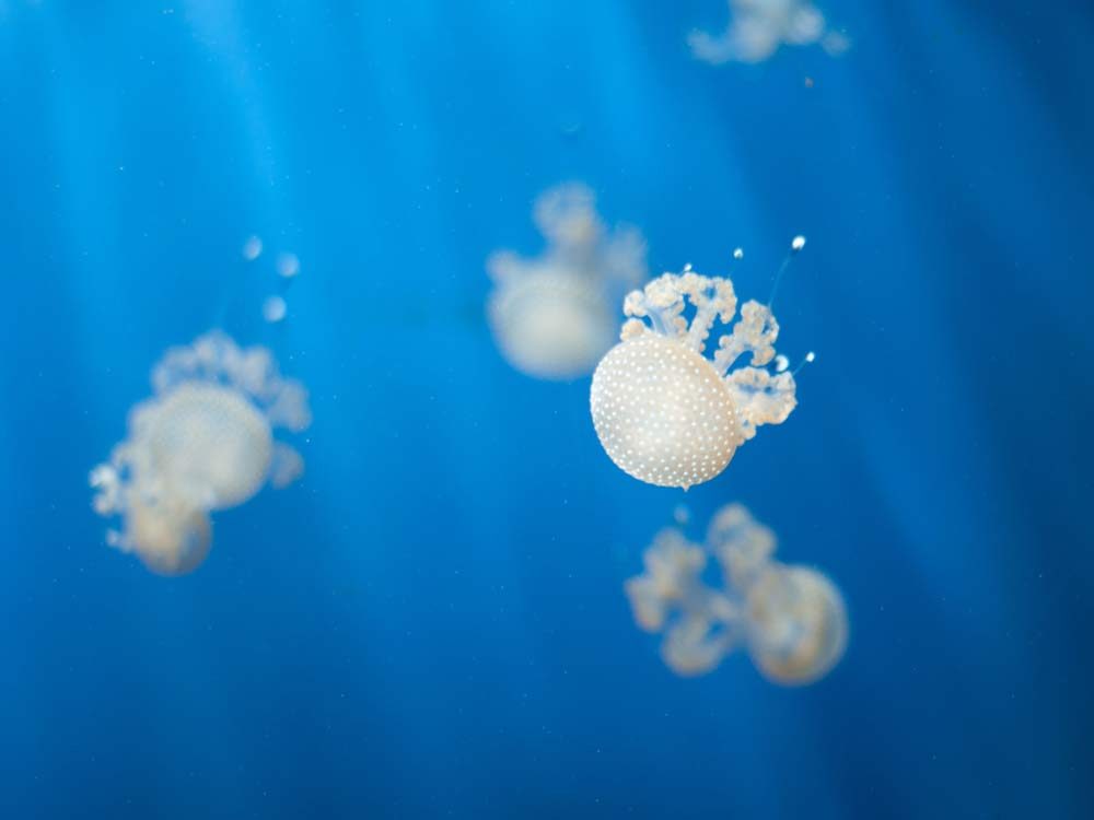 Tiny white jellyfish