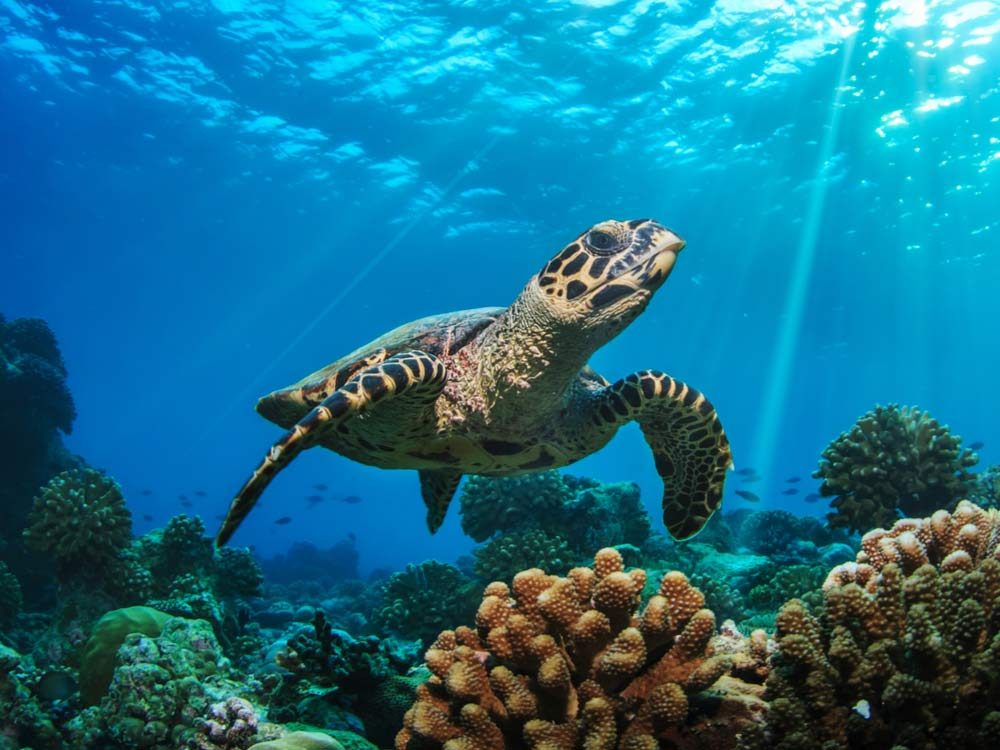 Sea turtle above coral reef