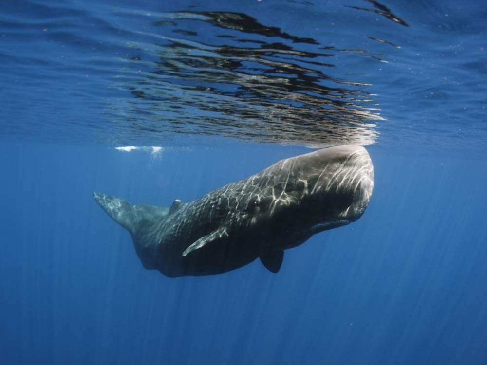 Sri Lankan sperm whale