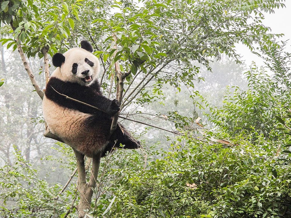 Introducing wild pandas to the wild