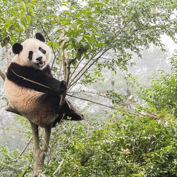 Introducing wild pandas to the wild