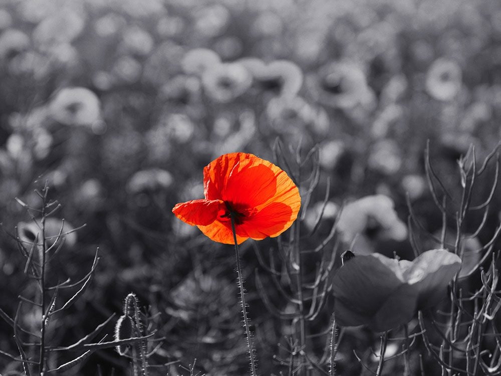 Wear a red poppy for Remembrance Day