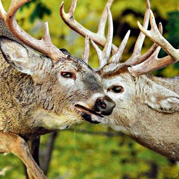 Deer in rutting season