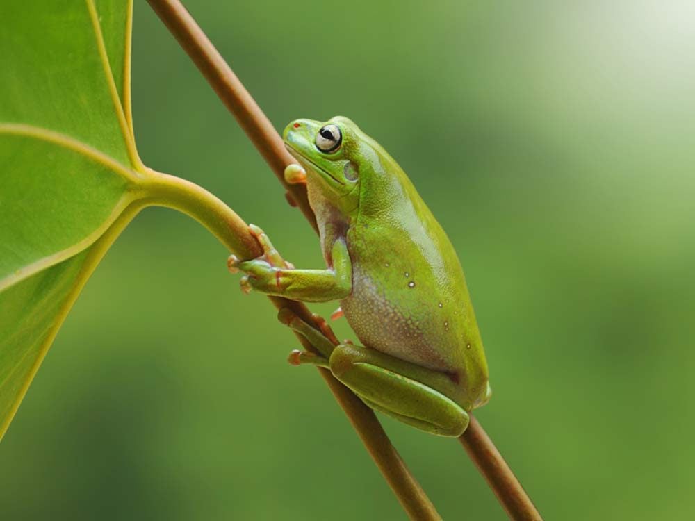 Frog in wilderness