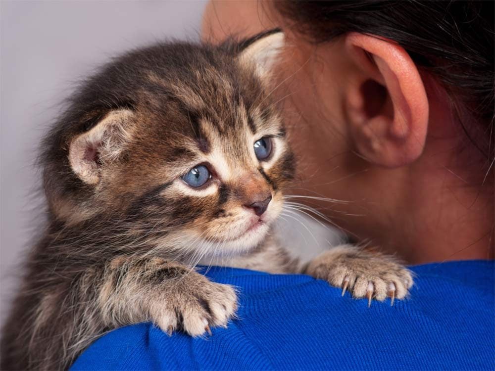 10 Cat Cancer Signs to Look Out For Reader's Digest