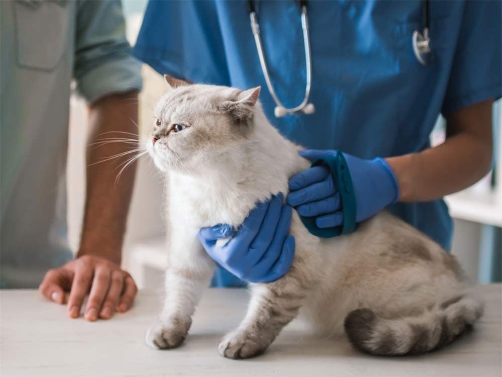 10 Cat Cancer Signs to Look Out For Reader's Digest