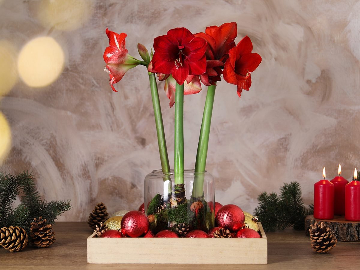 Christmas Blooming Amaryllis Candy Cane Red White Flowers Blooms