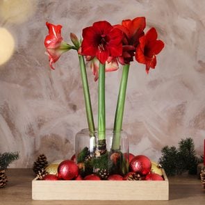 Christmas flowers - red amaryllis