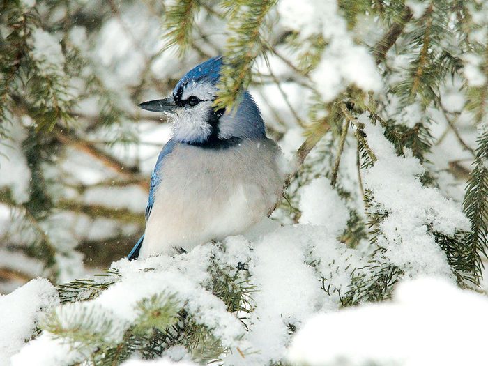 Photographing blue jays in my own back yard