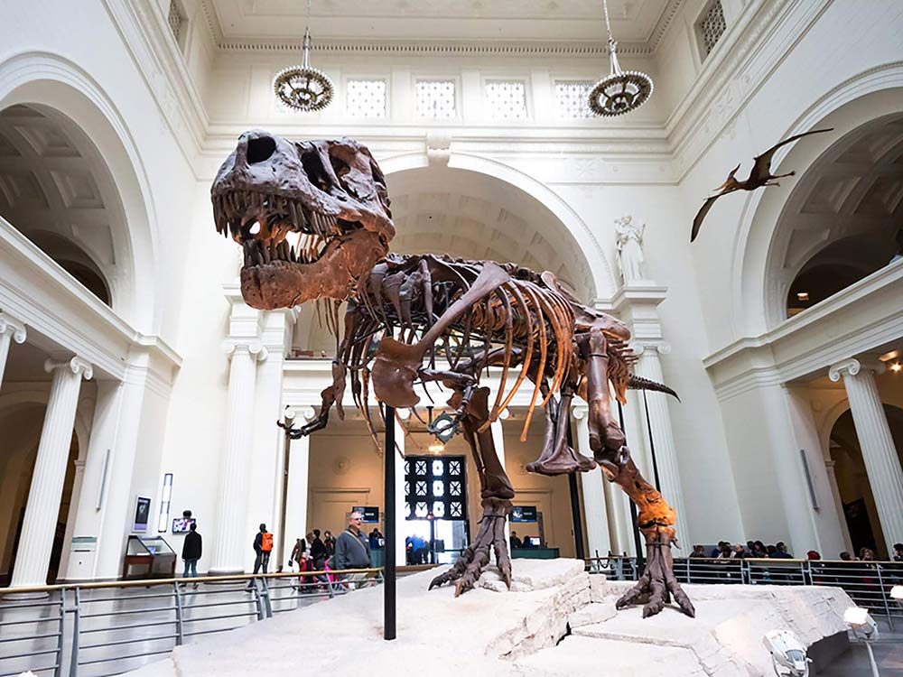 Dinosaur fossils at museum