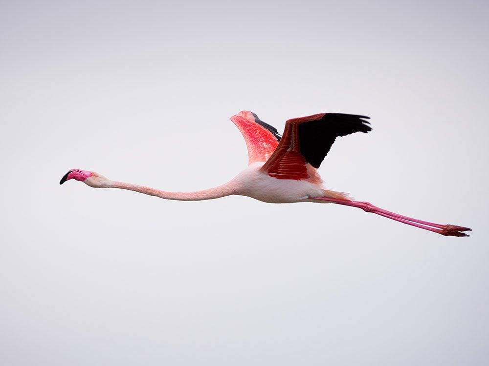 Lone flamingo flying high